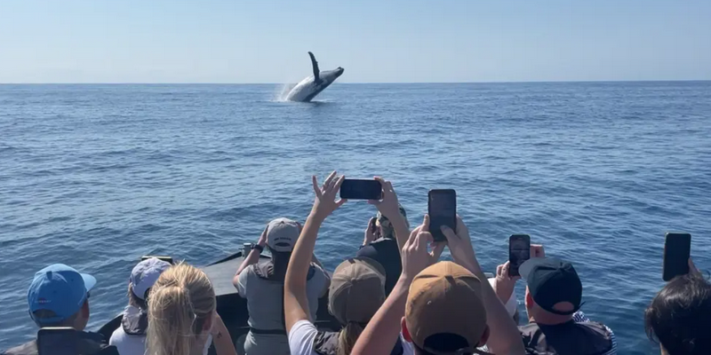 kidsbucketlist.com.au - Noosa Ocean Adventures Whale Watch - 1