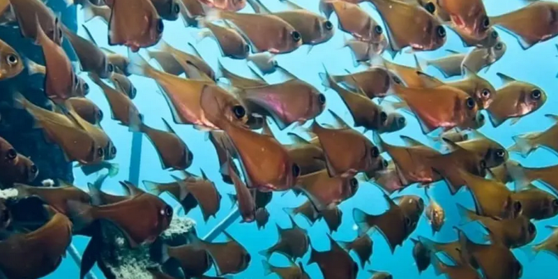 kidsbucketlist.com.au - Busselton Jetty and Underwater Sculptures Snorkelling - 3