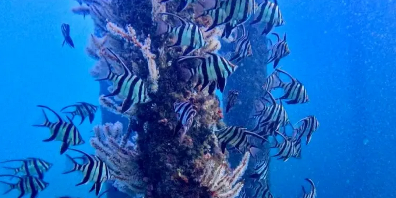 kidsbucketlist.com.au - Busselton Jetty and Underwater Sculptures Scuba Dive - 5