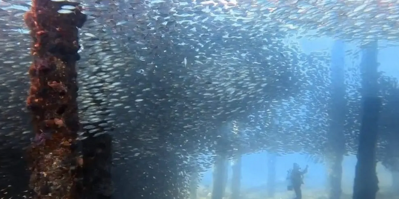 kidsbucketlist.com.au - Busselton Jetty and Underwater Sculptures Scuba Dive - 7