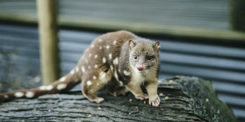 kidsbucketlist.com.au - Devils @ Cradle Sunset Experience - 10