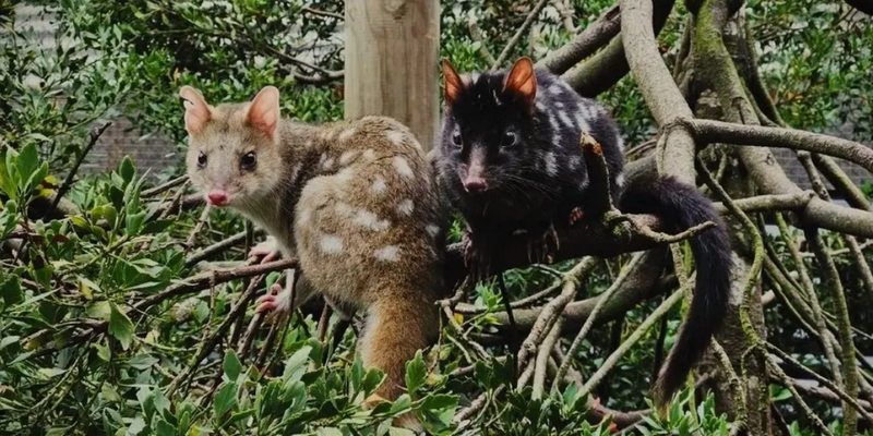 kidsbucketlist.com.au - Devils @ Cradle Sunset Experience - 11