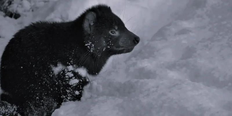 kidsbucketlist.com.au - Dessert With The Cradle Mountain Devils - 6