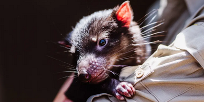 Tasmanian Devil Joey Encounters