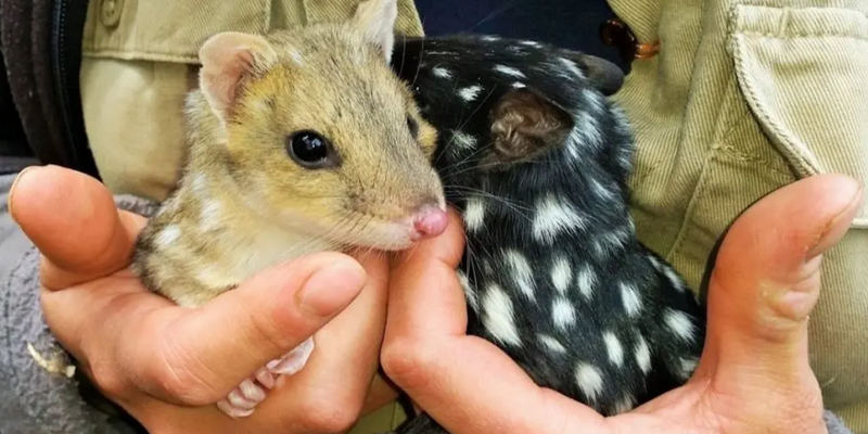 kidsbucketlist.com.au - Tasmanian Devil Joey Encounters - 5