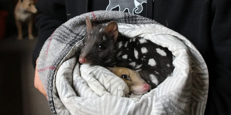 kidsbucketlist.com.au - Tasmanian Devil Joey Encounters - 6