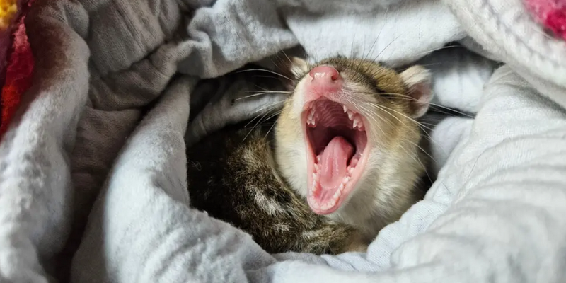 kidsbucketlist.com.au - Tasmanian Devil Joey Encounters - 7