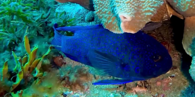 Scuba Dive 4 Mile Reef