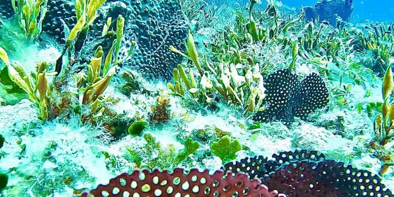 kidsbucketlist.com.au - Scuba Dive 4 Mile Reef - 2