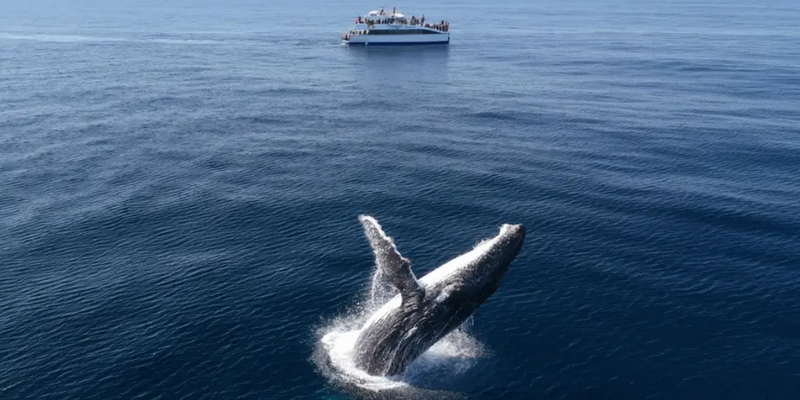 kidsbucketlist.com.au - Eden Whale Watching Cruise - 2