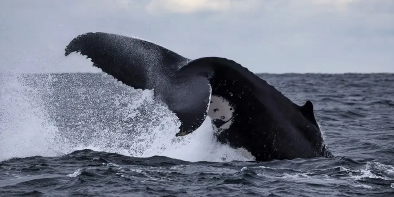 kidsbucketlist.com.au - Eden Whale Watching Cruise - 5