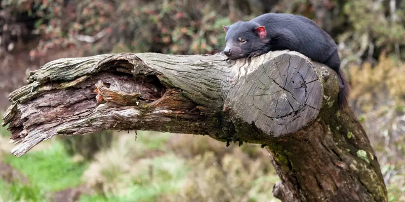 kidsbucketlist.com.au - Devils @ Cradle  - 1