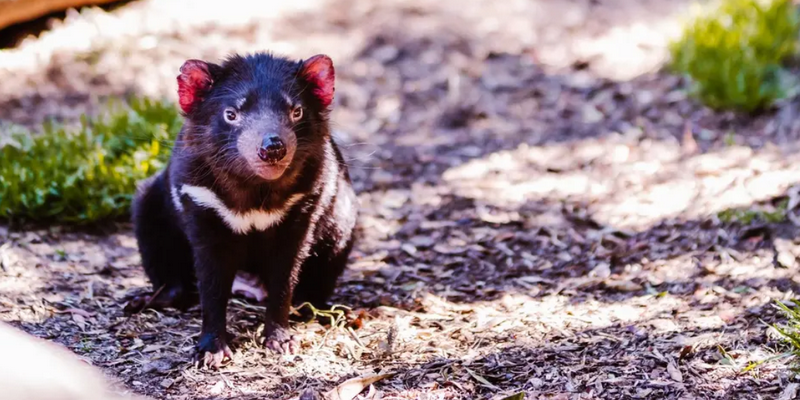 kidsbucketlist.com.au - Devils @ Cradle  - 5