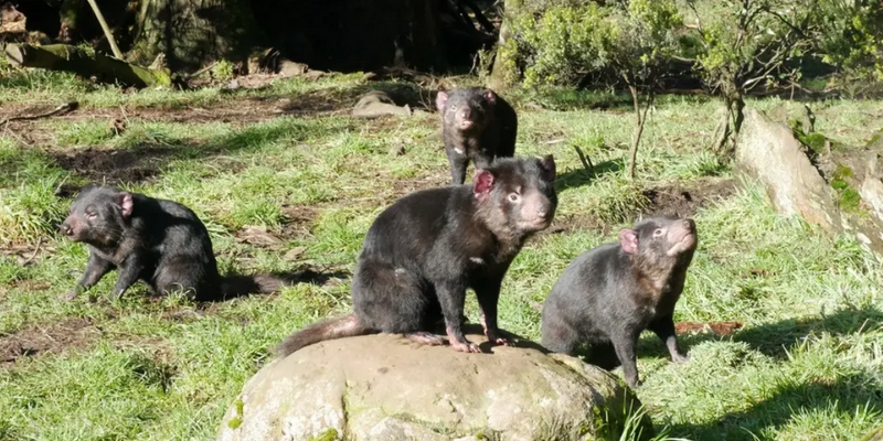 kidsbucketlist.com.au - Devils @ Cradle  - 6