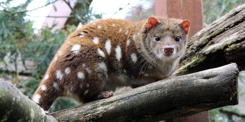 kidsbucketlist.com.au - Devils @ Cradle  - 7