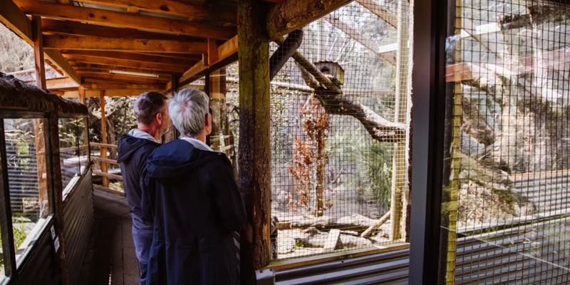 kidsbucketlist.com.au - Devils @ Cradle  - 8