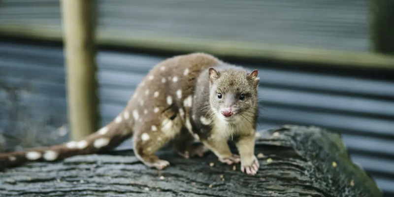 kidsbucketlist.com.au - Devils @ Cradle  - 9