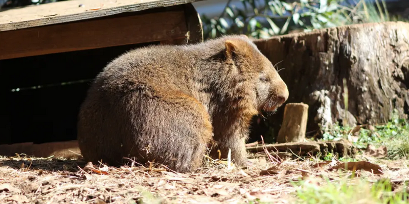 kidsbucketlist.com.au - Devils @ Cradle  - 10