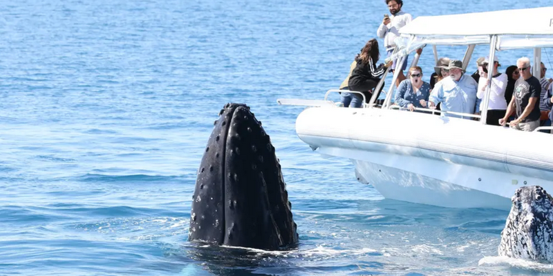 kidsbucketlist.com.au - Hervey Bay's Ultimate Whale Watch - 1