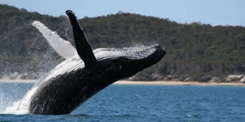 kidsbucketlist.com.au - Hervey Bay's Ultimate Whale Watch - 2