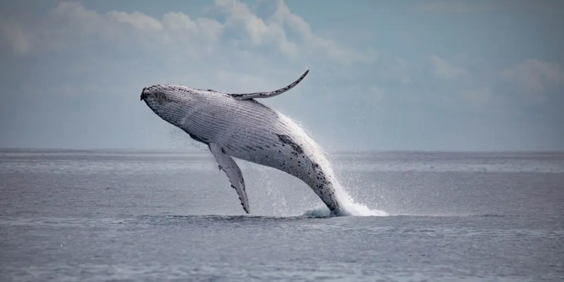 kidsbucketlist.com.au - Hervey Bay's Ultimate Whale Watch - 3