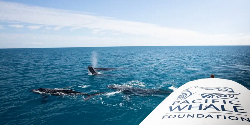 kidsbucketlist.com.au - Hervey Bay's Ultimate Whale Watch - 4