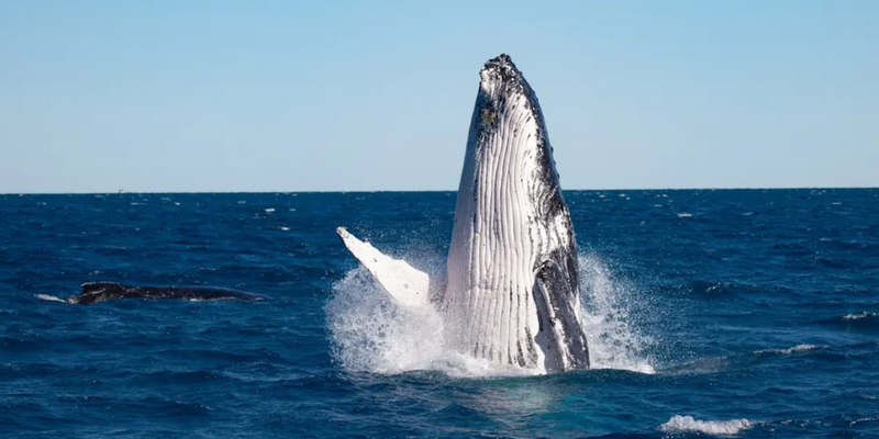 kidsbucketlist.com.au - Hervey Bay's Ultimate Whale Watch - 5
