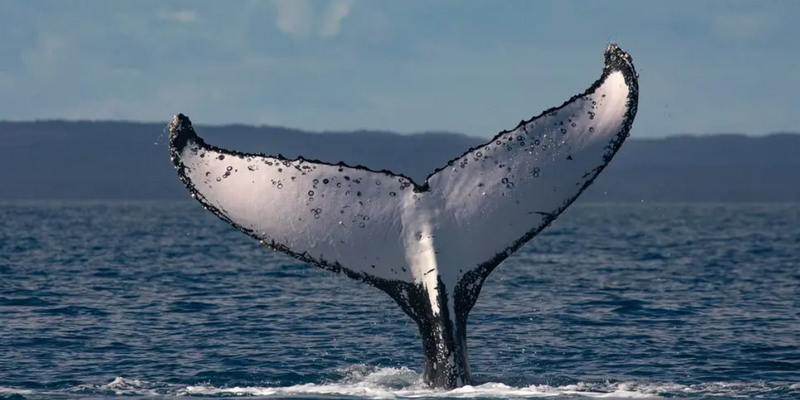 kidsbucketlist.com.au - Hervey Bay's Ultimate Whale Watch - 6