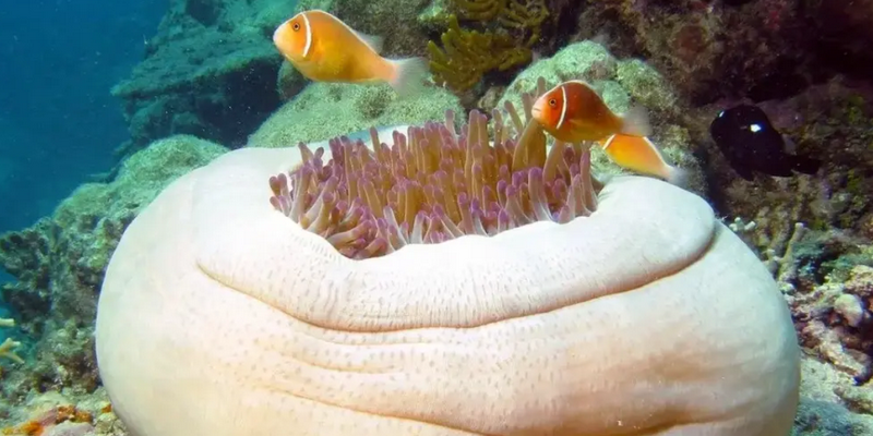 kidsbucketlist.com.au - Reef Daytripper Snorkel and Scuba Dive - 6