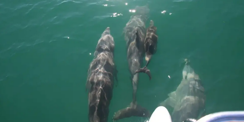 kidsbucketlist.com.au - Peel Island Scenic Cruise - 3