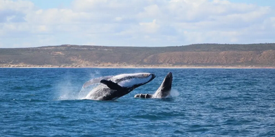 Kalbarri Whale Watching Tour