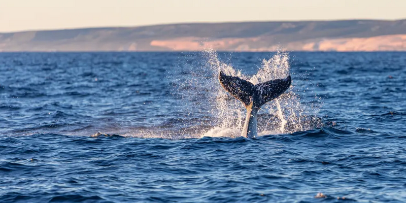 kidsbucketlist.com.au - Kalbarri Whale Watching Tour - 2