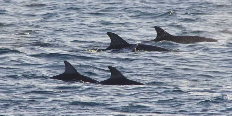 kidsbucketlist.com.au - Kalbarri Whale Watching Tour - 3