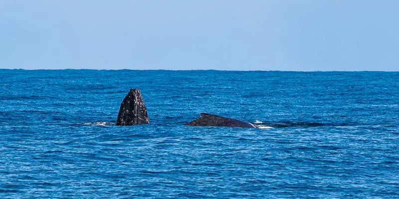 kidsbucketlist.com.au - Kalbarri Whale Watching Tour - 4