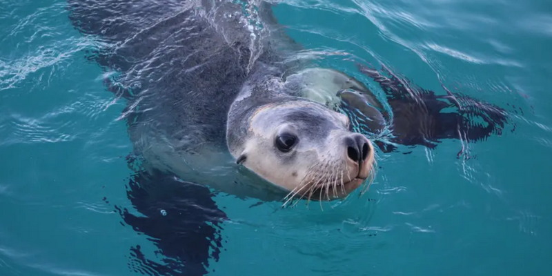 kidsbucketlist.com.au - Kalbarri Whale Watching Tour - 8