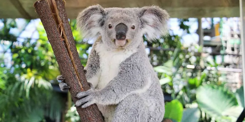 kidsbucketlist.com.au - Cuddle a Koala in Cairns - 2