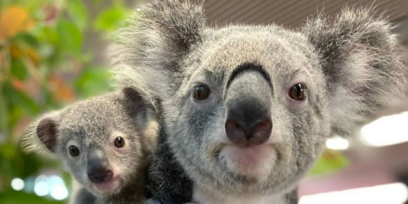 kidsbucketlist.com.au - Cuddle a Koala in Cairns - 3