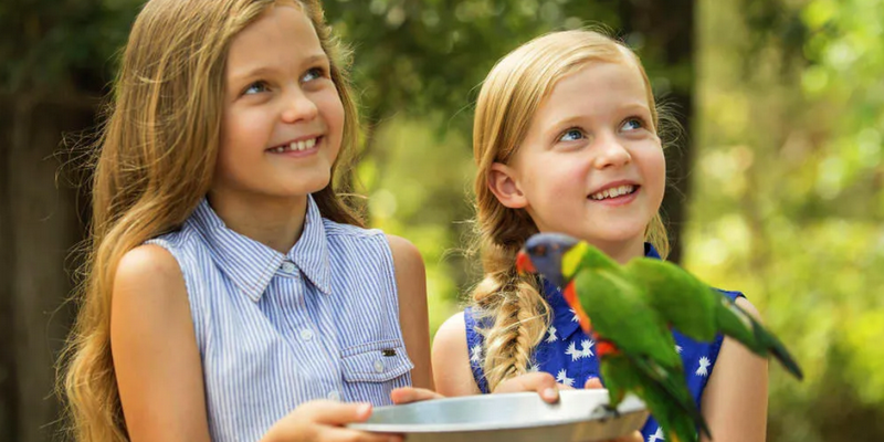 kidsbucketlist.com.au - Paradise Country Koala Breakfast including Koala Cuddle - 3