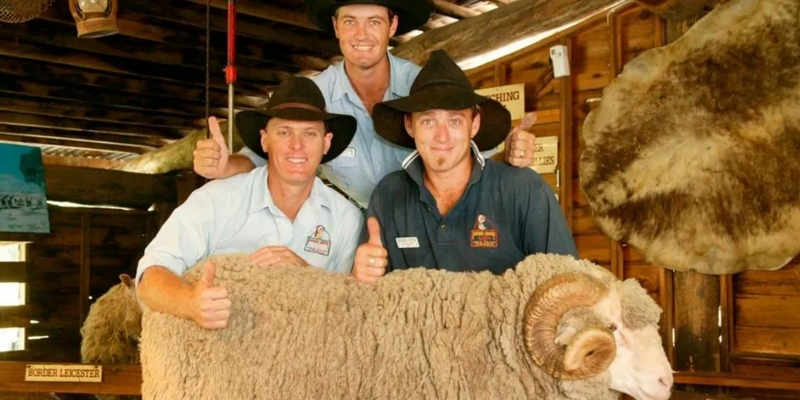 kidsbucketlist.com.au - Paradise Country Koala Breakfast including Koala Cuddle - 5