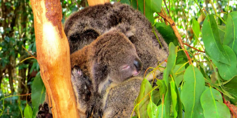 kidsbucketlist.com.au - Breakfast with Koalas at Hartley's Crocodile Adventures - 2