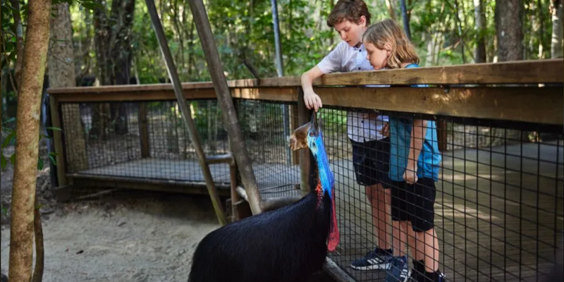 kidsbucketlist.com.au - Breakfast with Koalas at Hartley's Crocodile Adventures - 4
