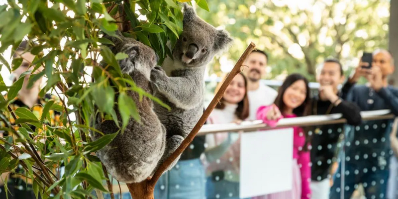 kidsbucketlist.com.au - Breakfast and Cuddle with the Koalas in Sydney - 4