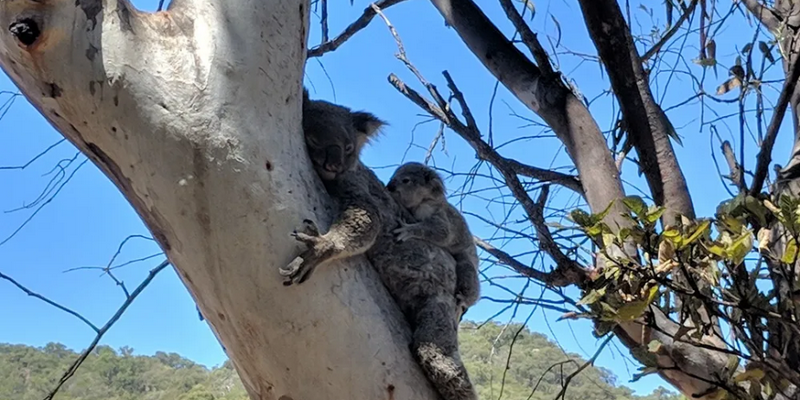 kidsbucketlist.com.au - Magnetic Island ‘Izzy's Koala’ Tour - Half Day - 1