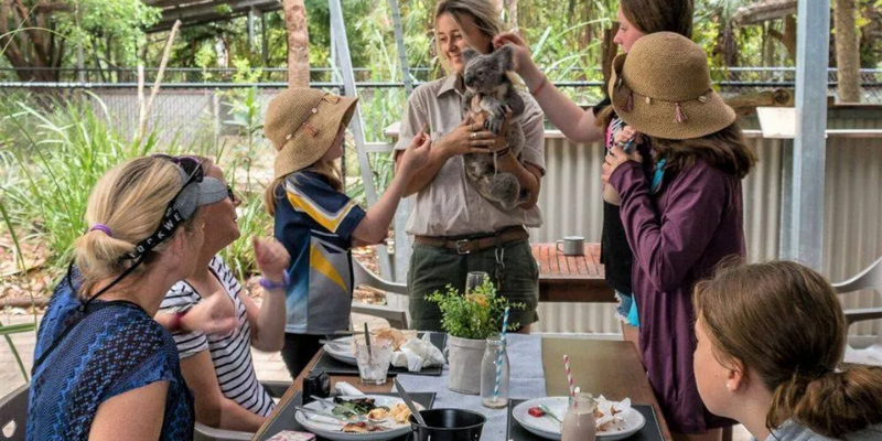 kidsbucketlist.com.au - Magnetic Island Meet and Greet Breakfast with Koalas - 3