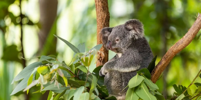 kidsbucketlist.com.au - Magnetic Island Meet and Greet Breakfast with Koalas - 5