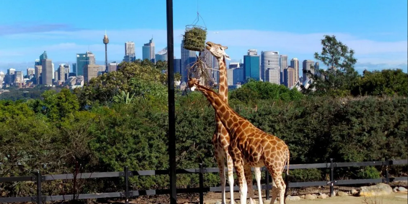kidsbucketlist.com.au - Taronga Zoo Sydney - 1