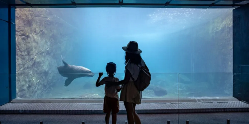 kidsbucketlist.com.au - Taronga Zoo Sydney - 4