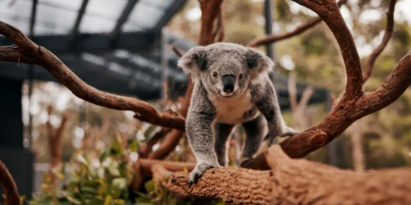 kidsbucketlist.com.au - Taronga Zoo Sydney - 7