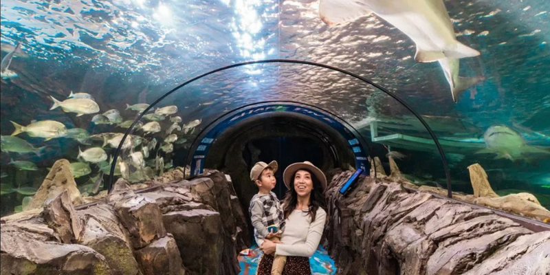 kidsbucketlist.com.au - SEA LIFE Sydney Aquarium - 1