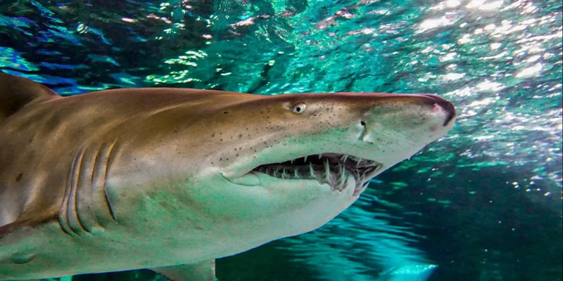 kidsbucketlist.com.au - SEA LIFE Sydney Aquarium - 4